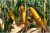 Organic Yellow Corn – Non-GMO, Gluten-Free, Freshly Harvested